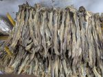 লইট্যা শুটকি - 1 Kg - Image 3